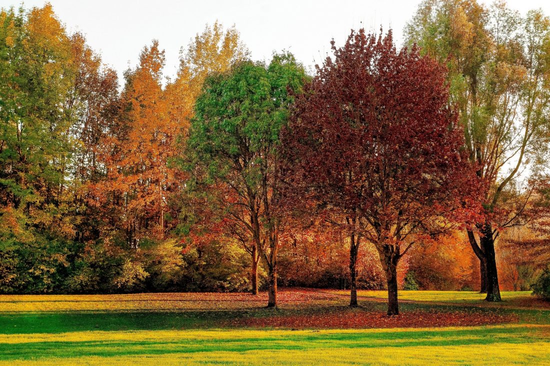 tuin herfst